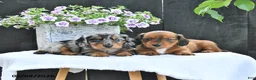 Dachshund dogs for sale: Cole - Ad 5