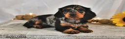 Miniature Dachshund dogs for sale: Latte - Ad 4