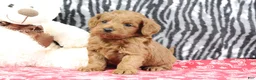 Mini Goldendoodle dogs for sale: Bozo - Ad 4