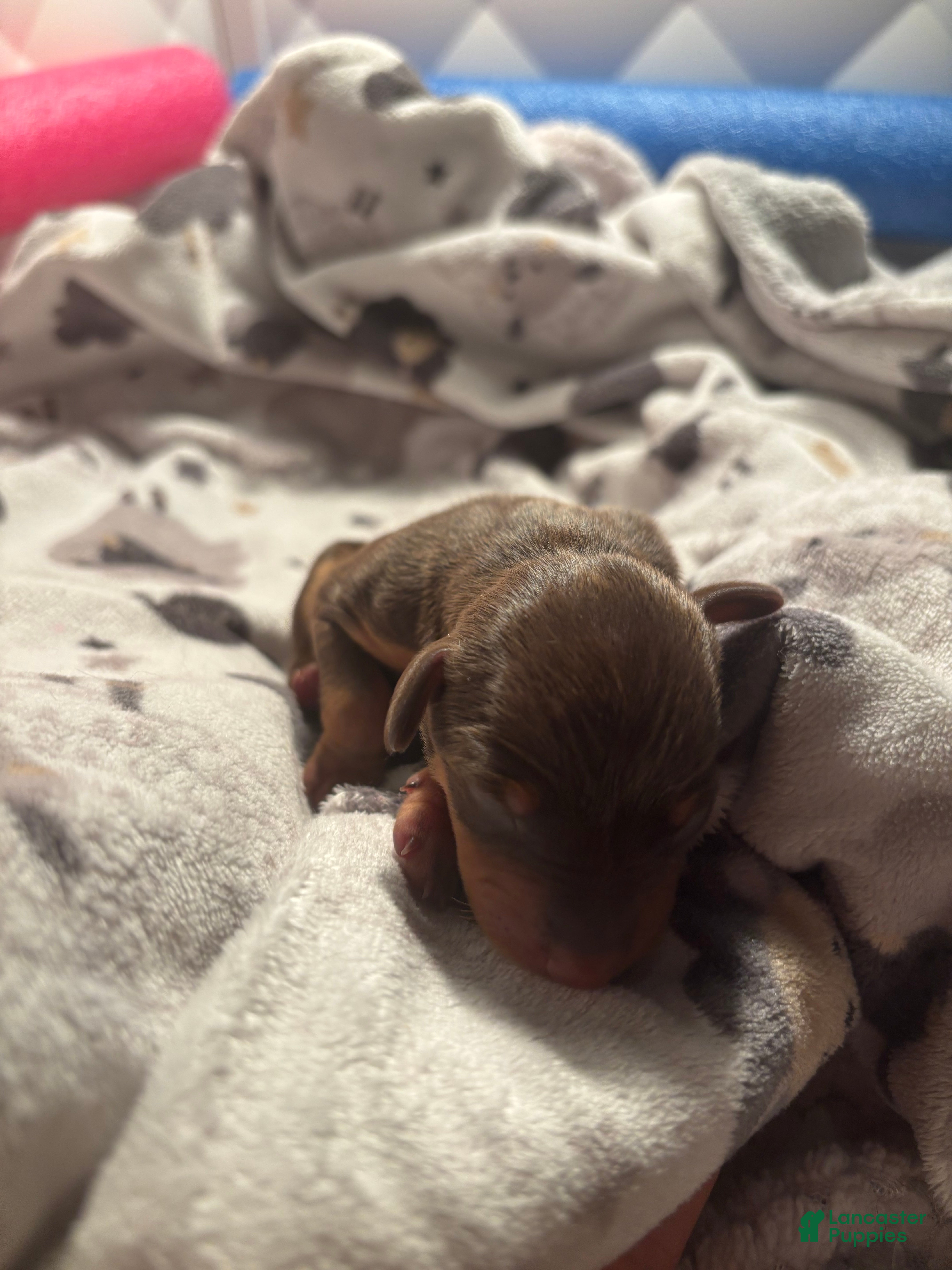 Miniature Pinscher dogs Miniature Pinscher Puppy 1 - Ad 16