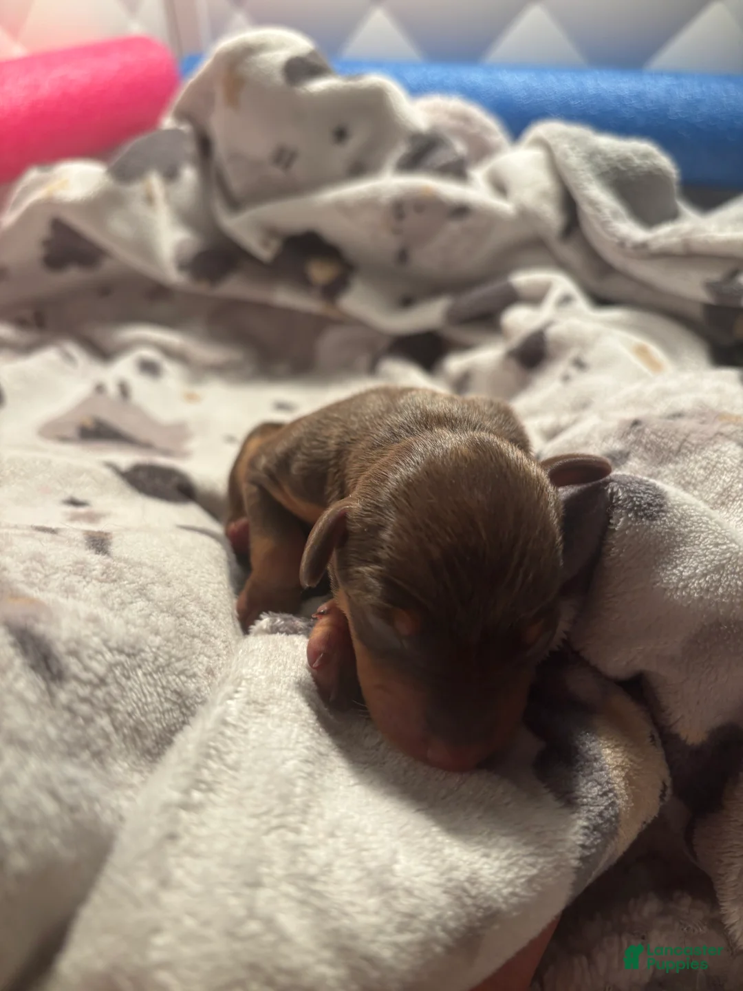 Miniature Pinscher dogs for sale: Miniature Pinscher Puppy 1 - Ad 1