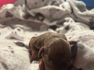 Miniature Pinscher dogs Miniature Pinscher Puppy 1 - Ad 16