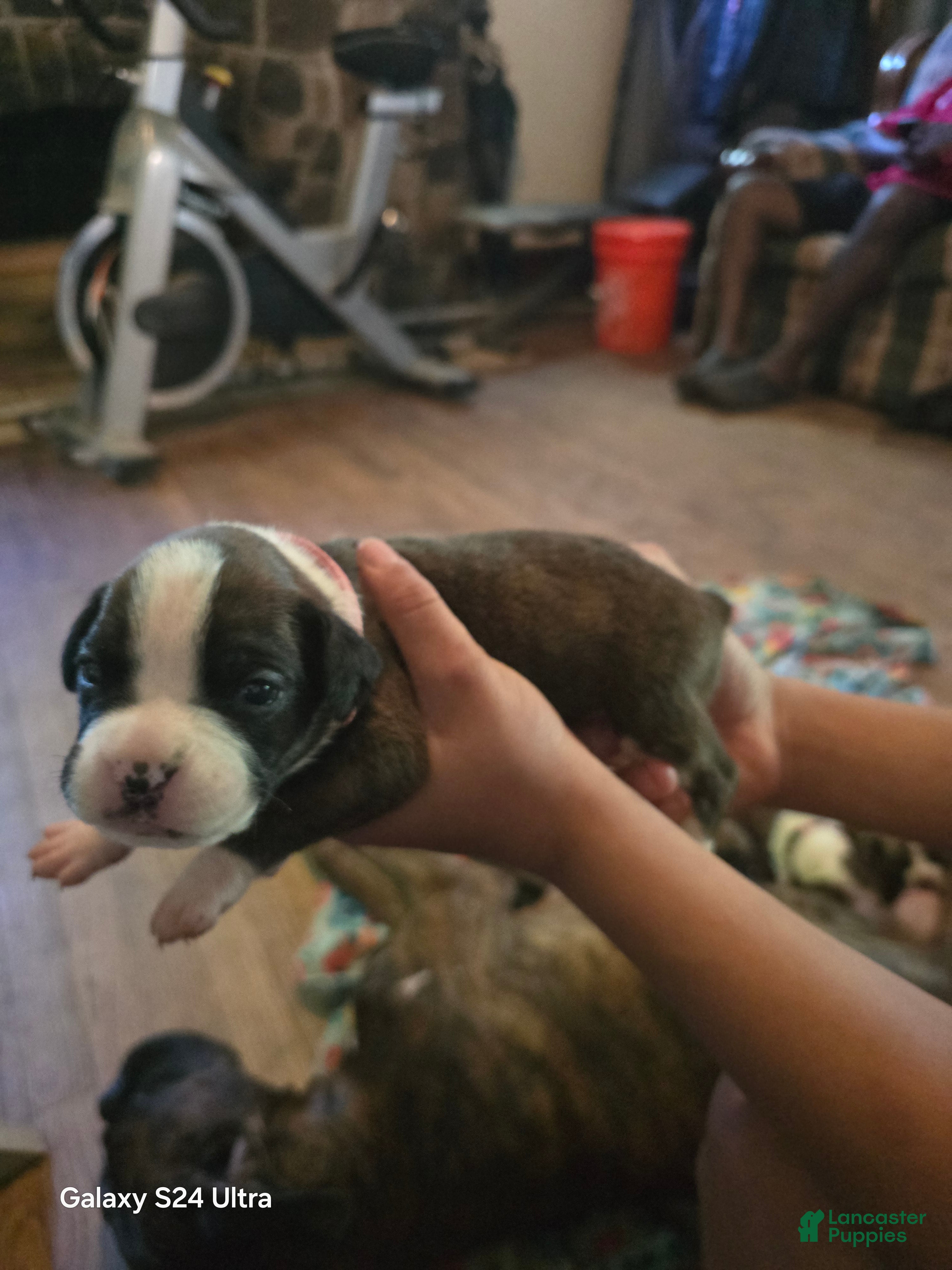 Boxer dogs Boxer Puppy 6 - Ad 1