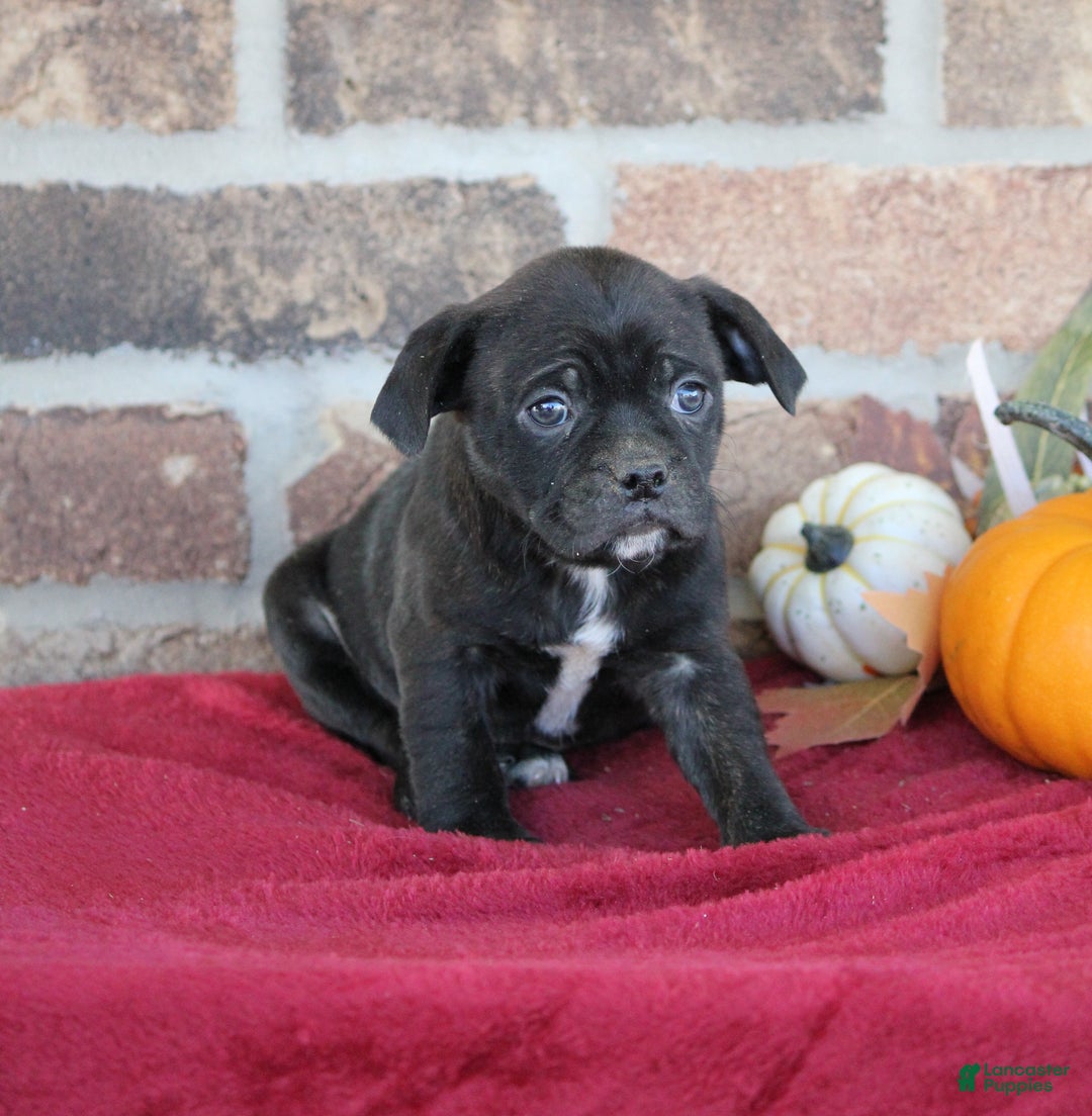 Mixed Breed dogs for sale: Dalton - Ad 2