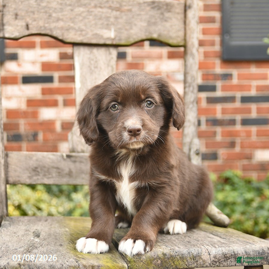 Mixed Breed dogs Haven  - Ad 23