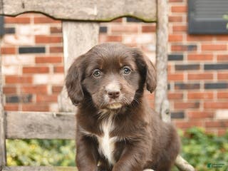 Mixed Breed dogs Haven - Ad 19