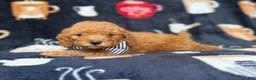 Cavapoo dogs for sale: Lance - Ad 2