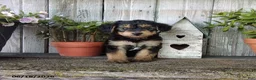 Yorkiepoo dogs for sale: Chase - Ad 1