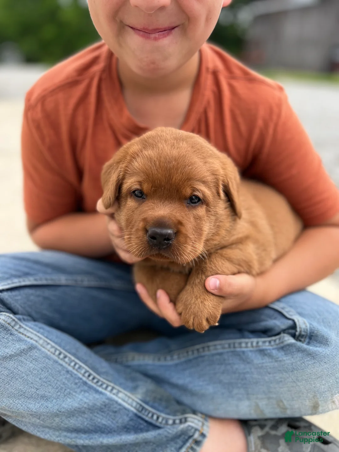 Labrador Retriever dogs for sale: Labrador Retriever 1 - Ad 2