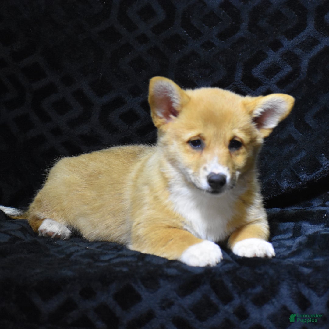 Welsh Corgi Pembroke dogs for sale: Mia - Ad 3