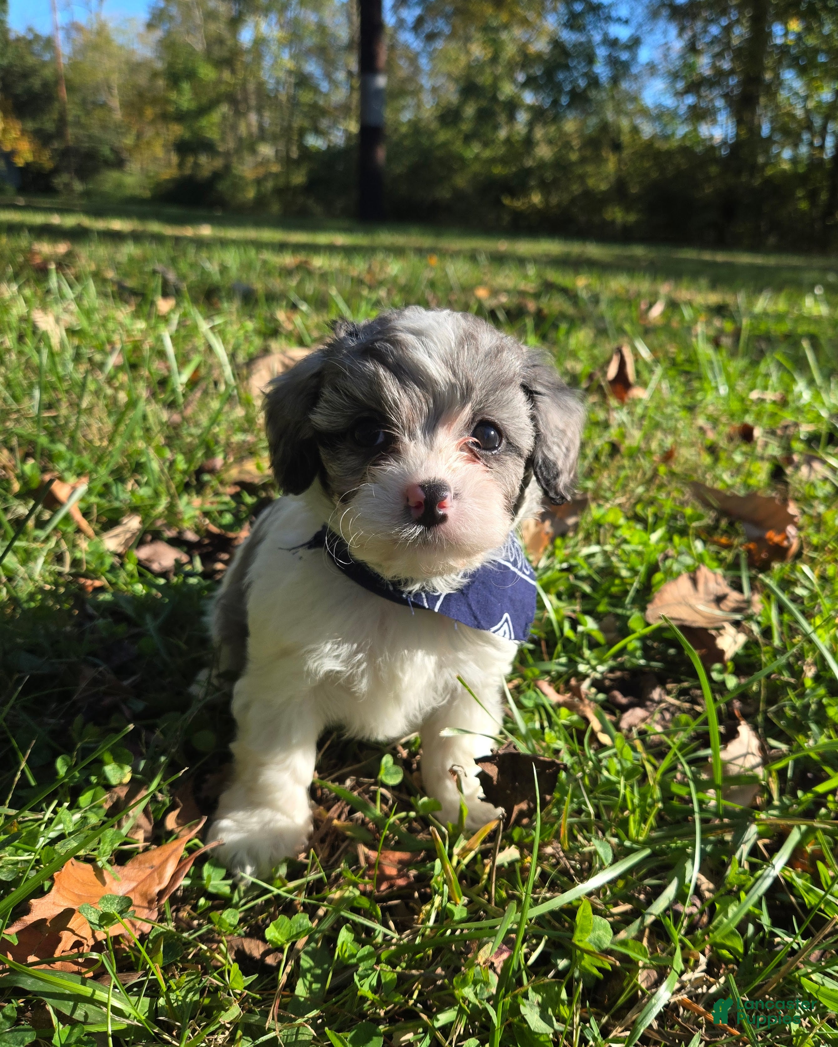 Cavapoo dogs Rose - Ad 2