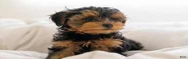 Yorkiepoo 1