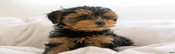 Yorkiepoo dogs for sale: Yorkiepoo 1 - Ad 1