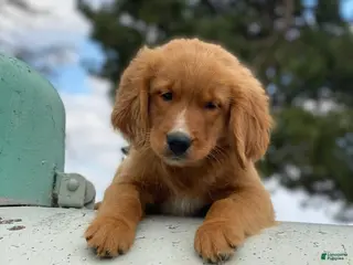 Mixed Breed dogs Charlie - Ad 40