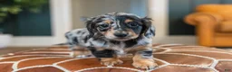 Miniature Dachshund dogs for sale: Pippa - Ad 22