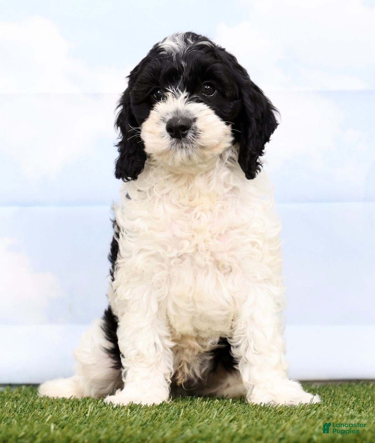 Cockapoo dogs Gabe - Ad 2