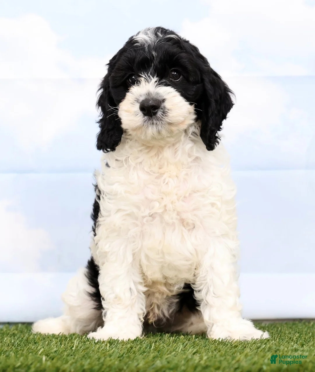 Cockapoo dogs for sale: Gabe - Ad 2