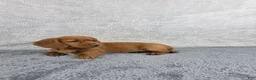 Miniature Dachshund dogs for sale: Sadie - Ad 3
