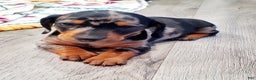 Miniature Dachshund dogs for sale: Timon - Ad 3