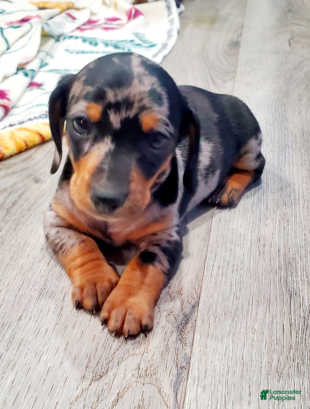 Miniature Dachshund dogs for sale: Timon - Ad 3