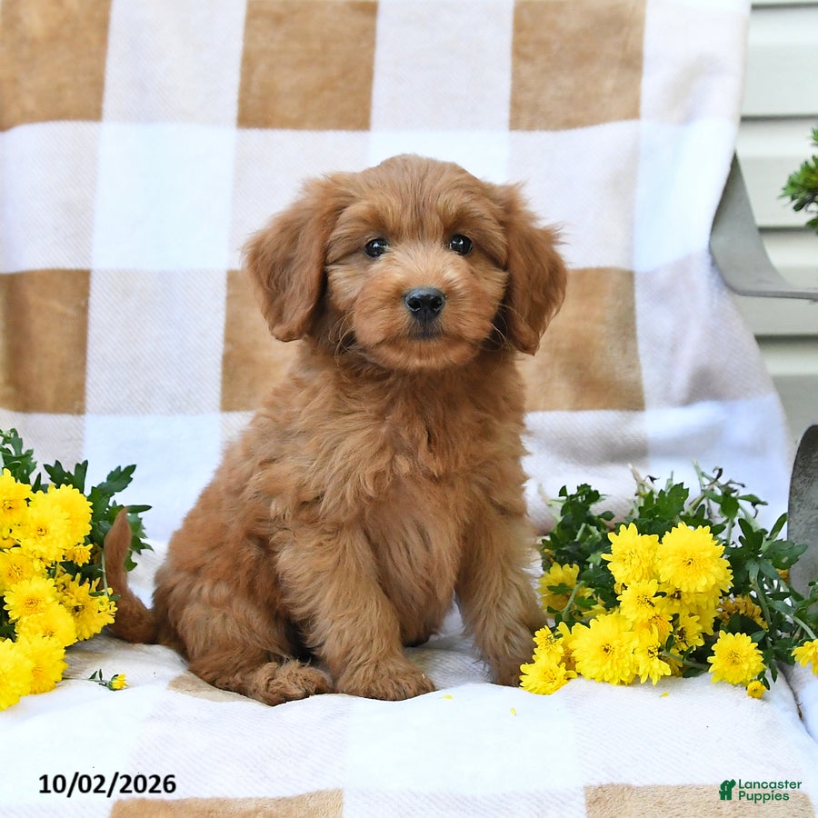 Mini Goldendoodle dogs Jared - Ad 2