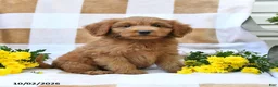 Mini Goldendoodle dogs for sale: Jared - Ad 7