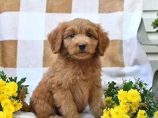 Mini Goldendoodle dogs Jared - Ad 2