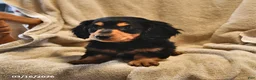 Miniature Dachshund dogs for sale: Stubby   - Ad 4