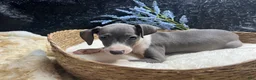 Italian Greyhound dogs for sale: Italian Greyhound 1 - Ad 4