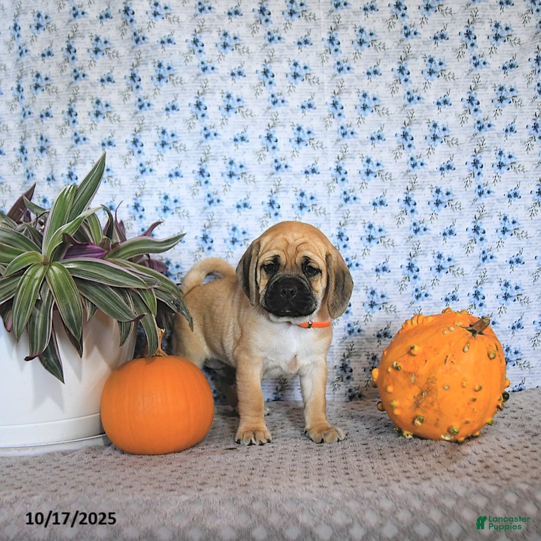 Puggle dogs for sale: Hosea - Ad 12