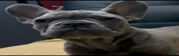 French Bulldog dogs for sale: Sadie bu - Ad 16