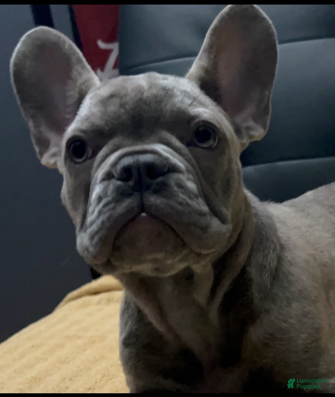 French Bulldog dogs for sale: Sadie bu - Ad 16