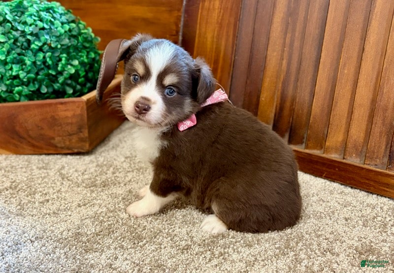 Miniature Australian Shepherd dogs Mylee - Ad 2