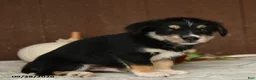 Mixed Breed dogs for sale: Kiwi - Ad 5