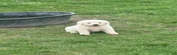 Great Pyrenees dogs for sale: Great Pyrenees Puppy 1 - Ad 10