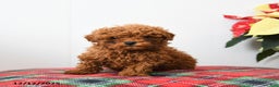 Miniature Poodle dogs for sale: Raymond - Ad 3