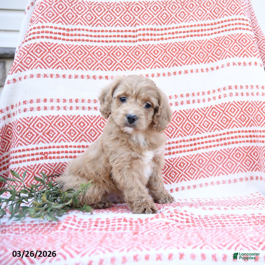 Cockapoo dogs Wooton - Ad 1