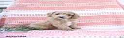 Cockapoo dogs for sale: Wooton - Ad 1