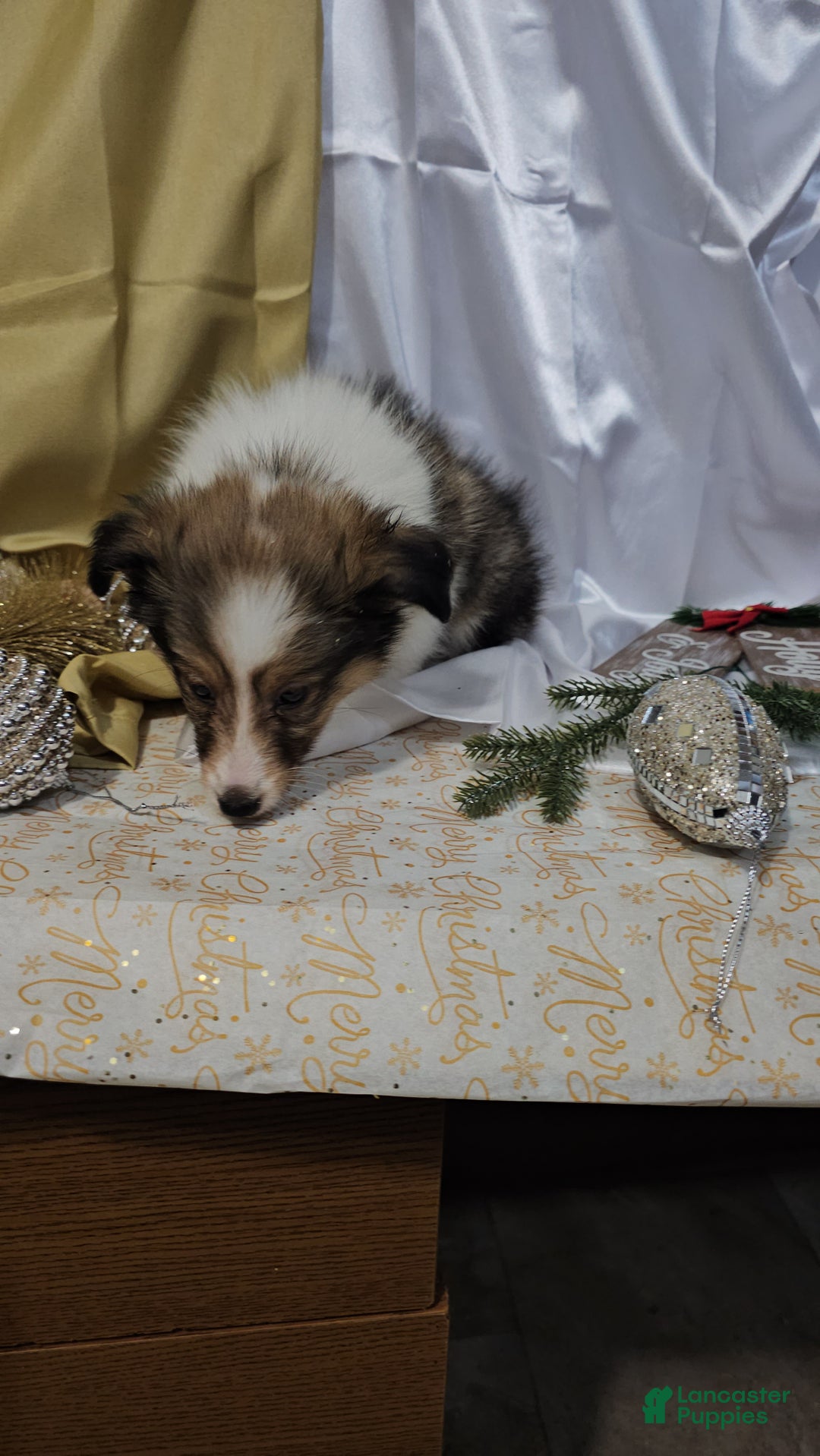 Shetland Sheepdog dogs for sale: Holly - Ad 5