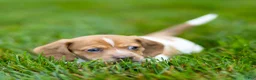 Miniature Dachshund dogs for sale: Missy Miniature Dachshund  - Ad 10
