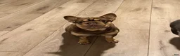 French Bulldog dogs for sale: French Bulldog 1 - Ad 5