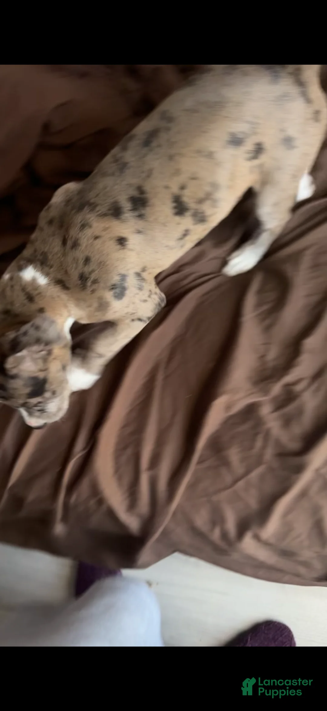 American Pit Bull Terrier dogs for sale: American Pit Bull Terrier Puppy 1 - Ad 1