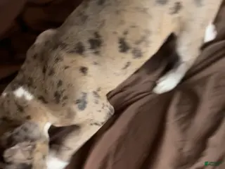 American Pit Bull Terrier dogs American Pit Bull Terrier Puppy 1 - Ad 7