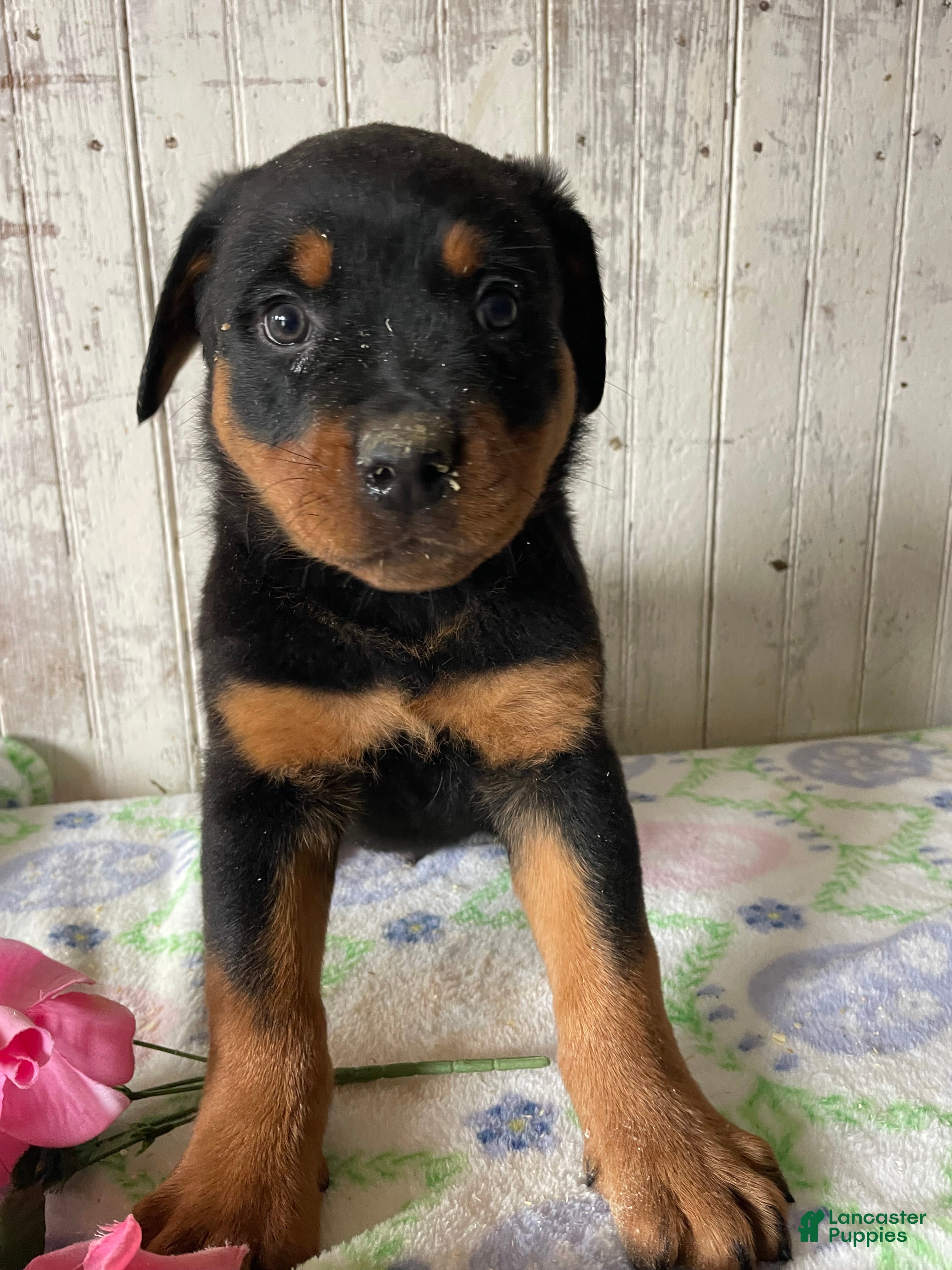 Rottweiler dogs Nero - Ad 32