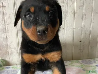 Rottweiler dogs Nero - Ad 32