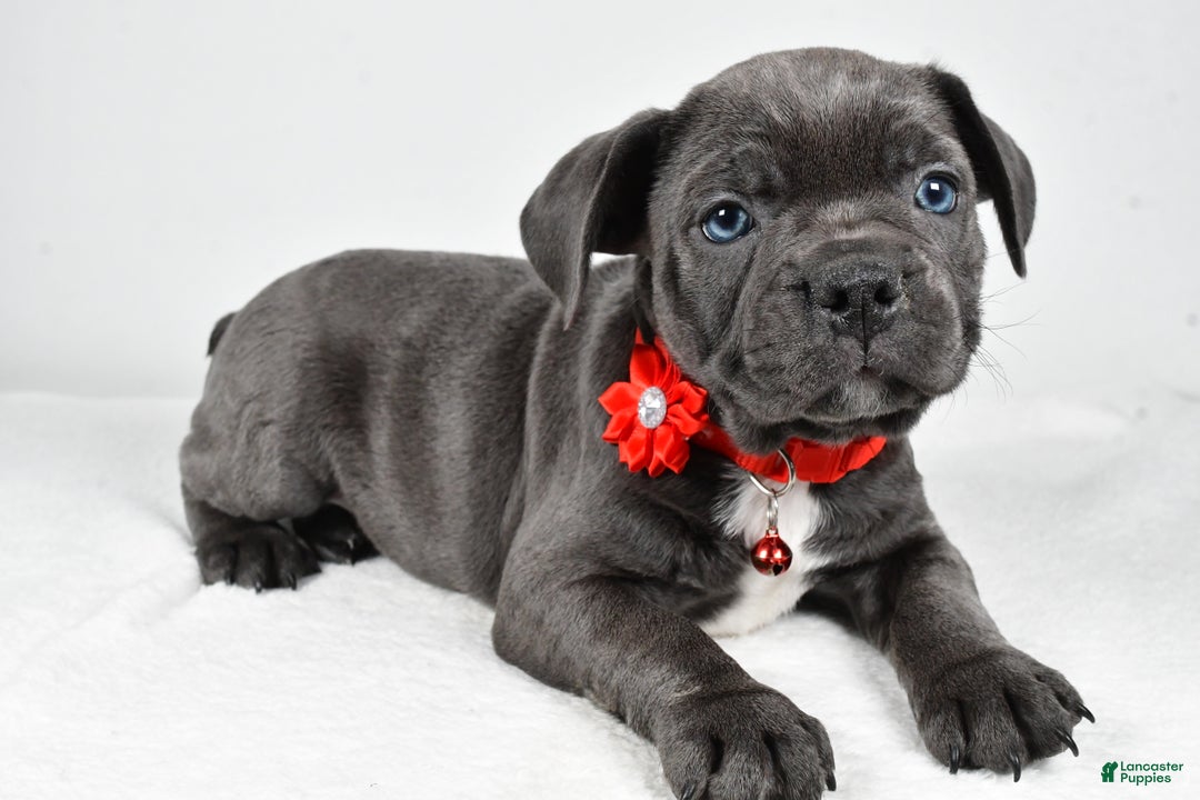 Mixed Breed dogs for sale: Della - Ad 2