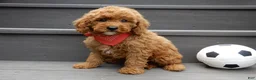 Mini Goldendoodle dogs for sale: Gradie - Ad 5