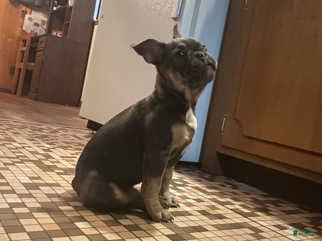 French Bulldog dogs for sale: Boss - Ad 2