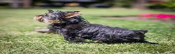 Yorkshire Terrier dogs for sale: Willy Yorkshire Terrier Puppy  - Ad 4