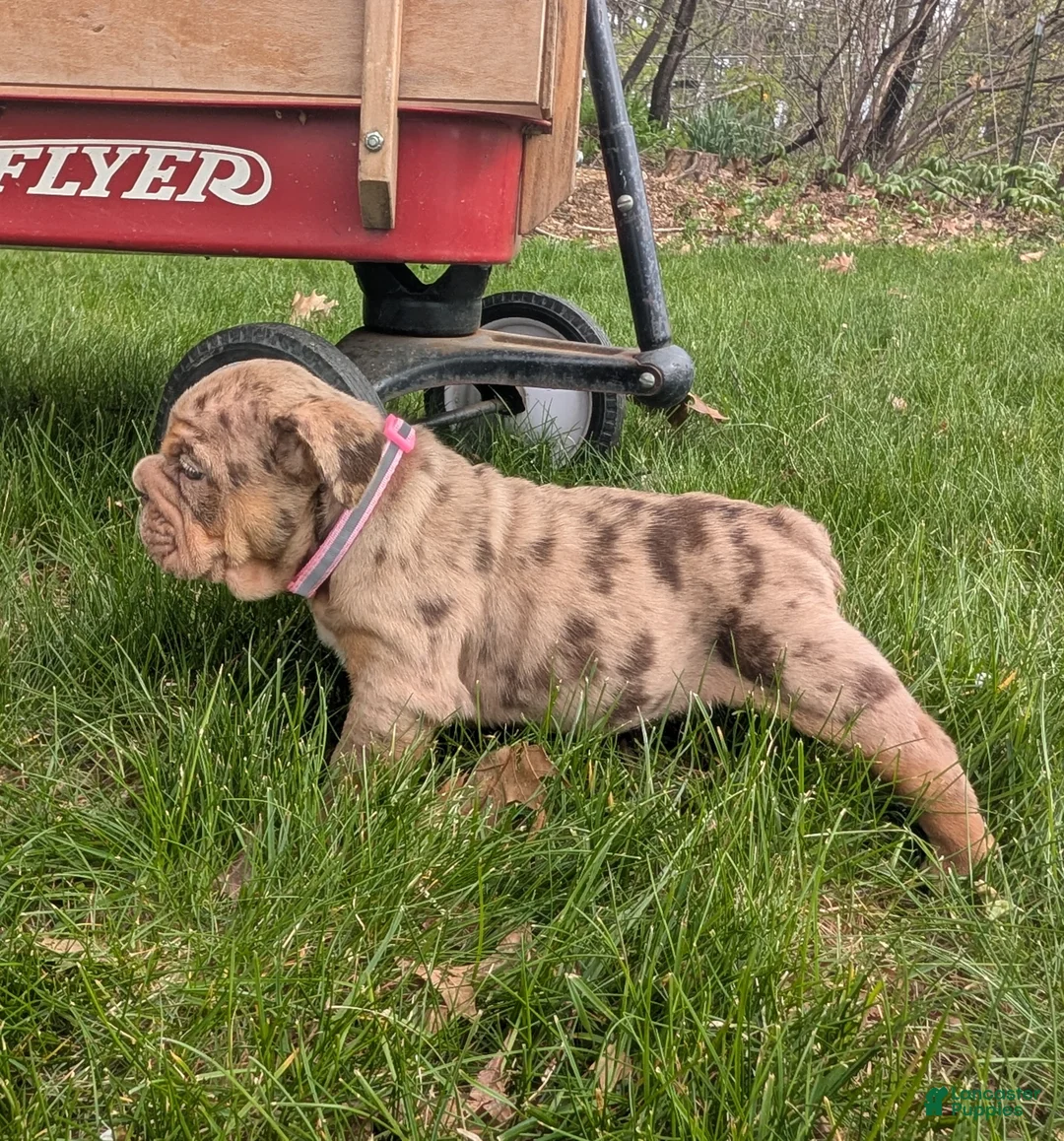 English Bulldog dogs for sale: Charlotte - Ad 2